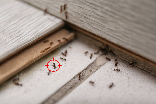 Best Pest Removal Services  in Colquitt, GA