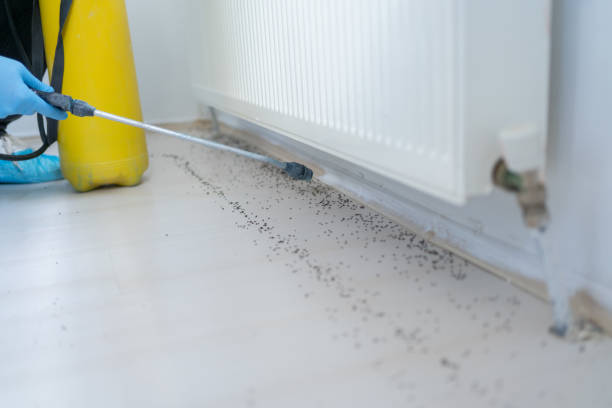Best Affordable Pest Control Services  in Colquitt, GA